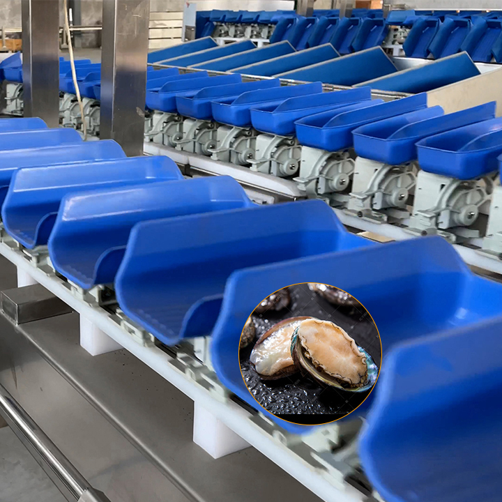 Full Automatic Plc Controlled Abalone Weight Sorting Machine/ Awabi Grading Machine/ Abalone Grading Machine By Weight