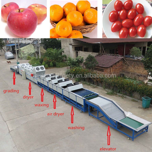 Fruit Vegetable Processing Machines Apple Washing Drying Waxing Sorting Machine 